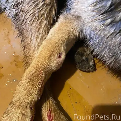 Вчера нашла изувеченную собаку...