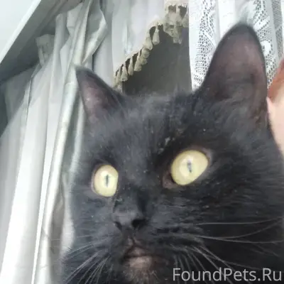 Найден ,кот кастрированный, ух...