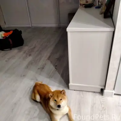 Пропала собака в районе Голико...