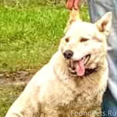 Пропала собака зовут Дина помо...