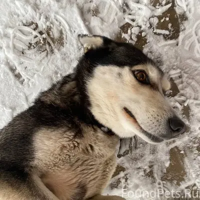 Найдена собака, девочка, друже...