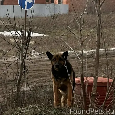 🆘🆘🆘Найдена собака овчарка с ош...