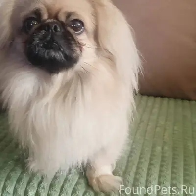 Найдена собака в районе Шанхая