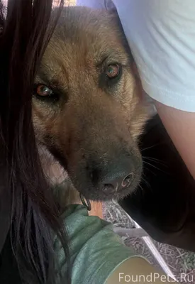 Улан-Удэ ПРОПАЛА СОБАКА. Ушла ...