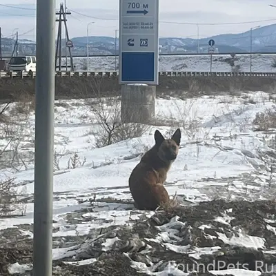 Эта собака уже пару дней находится...