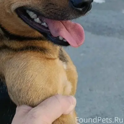 Потерялась собака на улице Емлина (живёт...