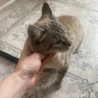 Срочно! Кошка с дерева!!! 
Балакирева. 

Найдена...