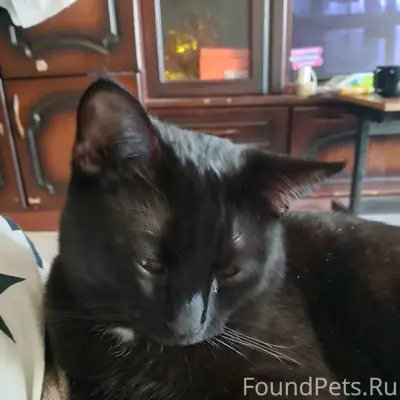 Пропал кот помогите найти не обевлялся...