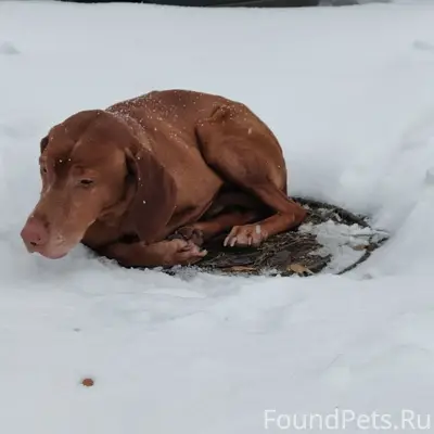 Найдена собака в районе Павшинского моста