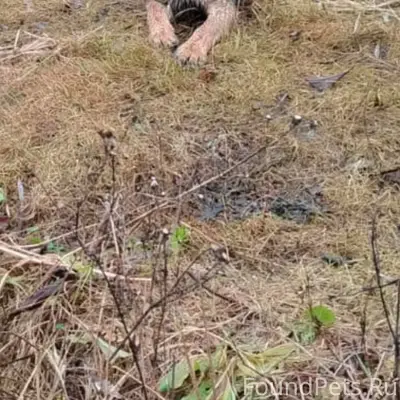 Пропала собака, немецкая овчарка, на шее...