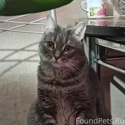 МУРМАНСК. РОЗЫСК КОШКИ!

08.02 по...