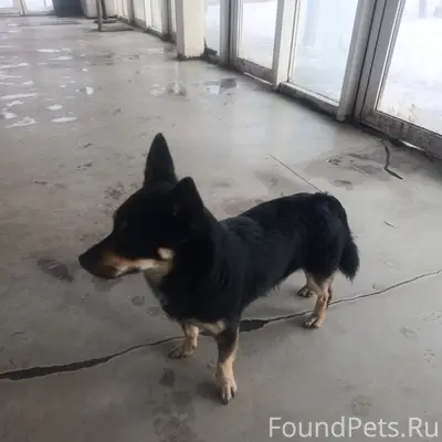 На 10 КПП прибежал пёс! Видимо...