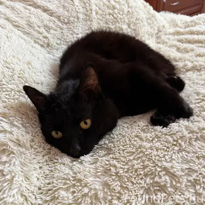 Здравствуйте! 
Пропал кот, черный, с выпирающими...