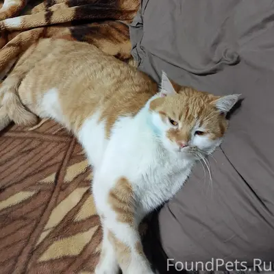 Пропал кот,в районе 5 ой...