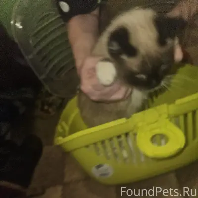 Найдена кошка, Ближнее Заволжье, Горького. Чистая...