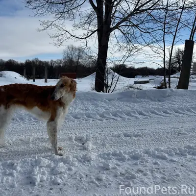 Воронеж! Сос! 🆘 прошу репост! Найдена...