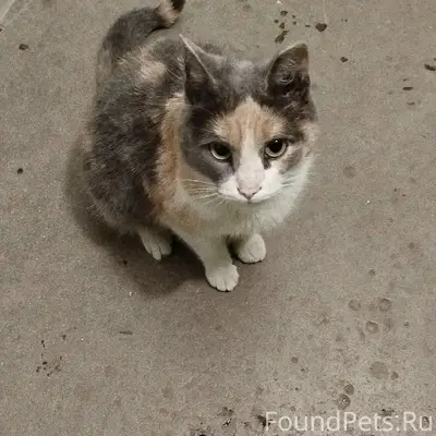 Очень срочно!!!. Была найдена в подвале...