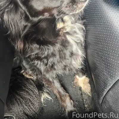 НАЙДЕНА СОБАКА — КТО ПОТЕРЯЛ?🐾...