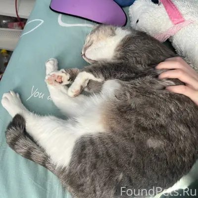 Здравствуйте, пропала кошка.
Зовут Ника. Окрас...