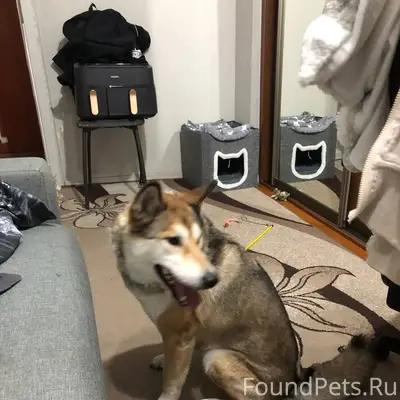 Найдена собака, девочка, между домами Кульман...