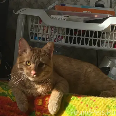 Пропал кот, кличка Тиша, в районе...