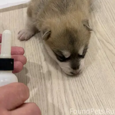 Вчера найден щенок, кто потерял??