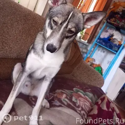 Розыск!г.Омск
Пропал пёс - окрас...