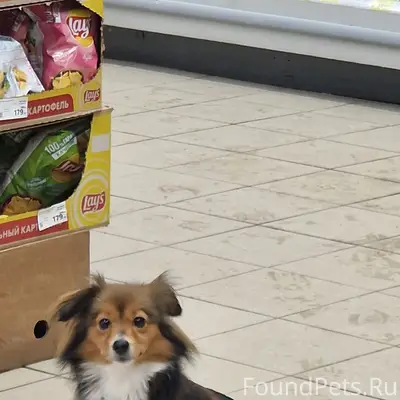 Найдена собака, маленькая, с ошейником. 
Прохожие...