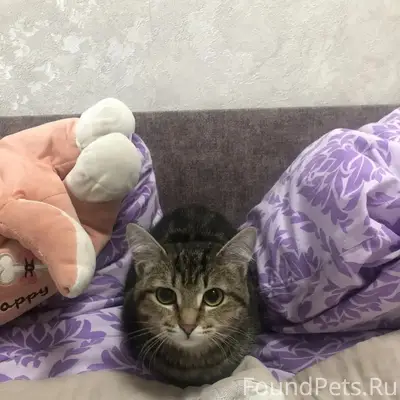 Найден котенок девочка, на Георгия Исакова...