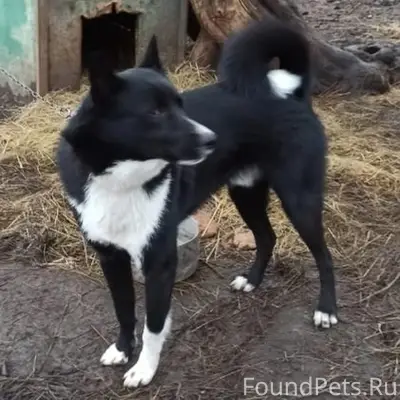 Пропала собака, лайка!
Если увидите дайте...