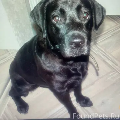 Пропала собака на дачах СНТ "Ивушка...