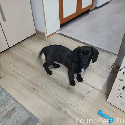 Пропал пёс. Если кто-то увидит...