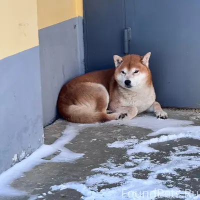 Чья собака потерялась ??. Сегодня с самого...