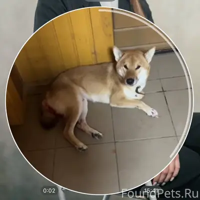 Д.Берёзовка, Богородский район.
❗СРОЧНО❗ НАЙДЕНА...