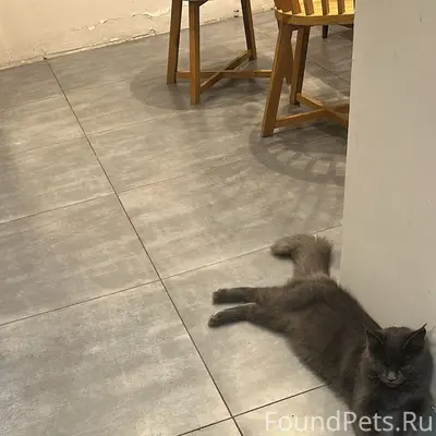 Пропала кошка. Нашедшему вознаграждение. 
Пропала вчера...