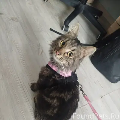 Туношна-городок, в гараже нашли котика...