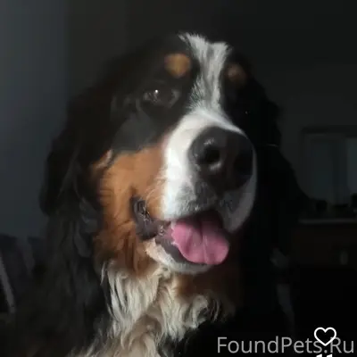 Прошу помощи с территории дома поселок...