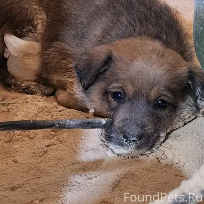 Найден щенок, сегодня, на Львовской. Упитанный...