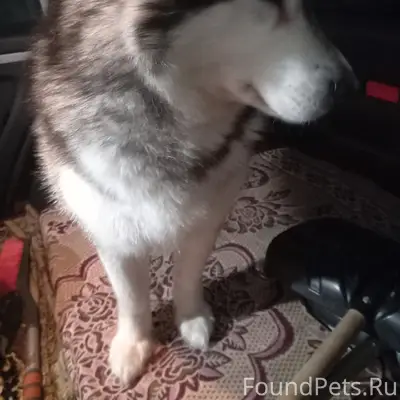 ЧЬЯ ПОТЕРЯШКА ❓❓❓
Район ПРУДа, бывший...