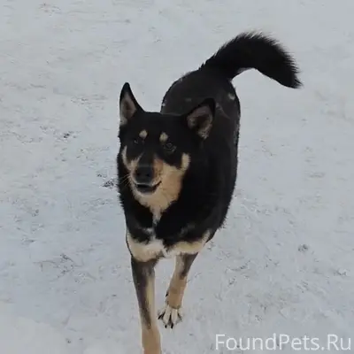 Ищем собаку! Территориально Большое Исаково. Выскочила...