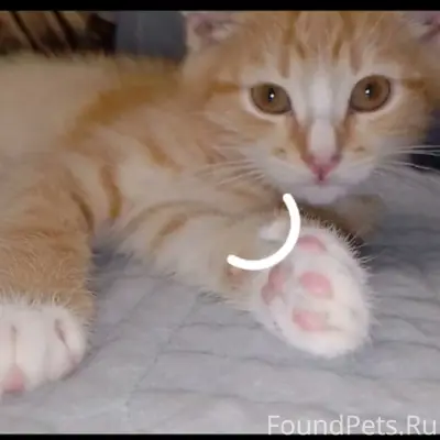 Пропал кот-подросток 7-8 месяцев...