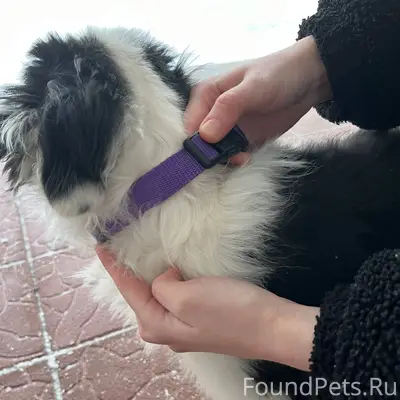 Ржев

        ❗❗ НАЙДЕНА СОБАКА ❗❗

Хозяин...