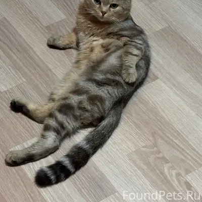 Пропал кот в районе клевера, если...