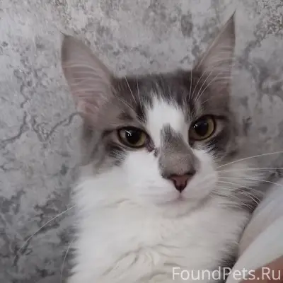 Всем здравствуйте пропал кот 
￼ на...