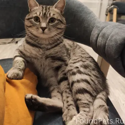 Пост о помощи🙏
Пропал наш любимец...