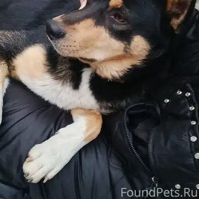 Потерялся пёс 02.02 , кличка Бакс...