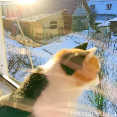 Пропала кошка, по кличке Алиса
На...