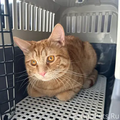 Пропал рыжий кот 