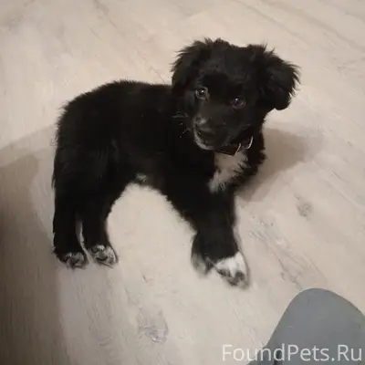 Убежала собака (щенок) убежал в районе...