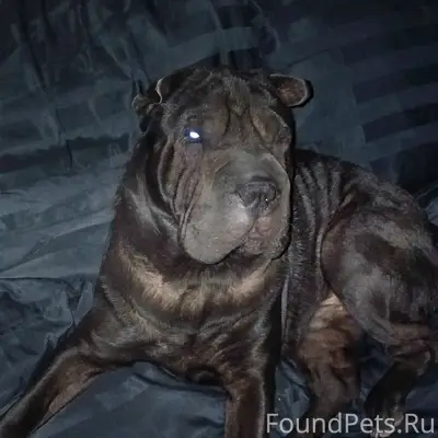 Потерялся кобель в районе Дружбы. Кто...